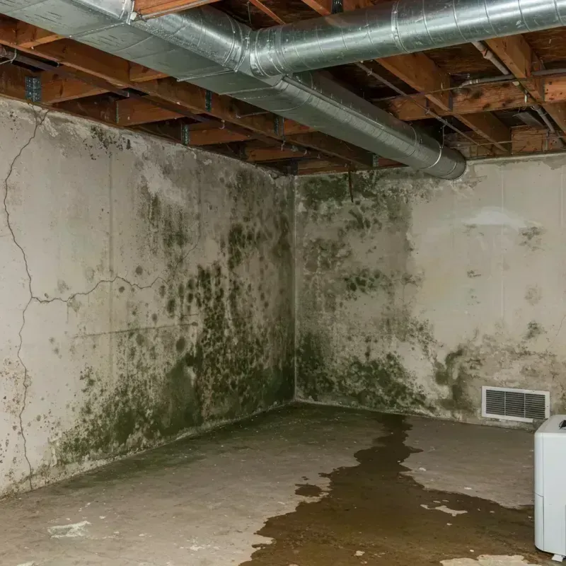 Professional Mold Removal in Palos Park, IL